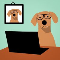 Online Hundetraining mit dem Hundemann